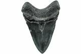Fossil Megalodon Tooth - South Carolina #207959-1